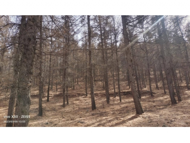 喀喇沁旗大牛群林場165畝落葉松主伐林地木材處置權(quán)