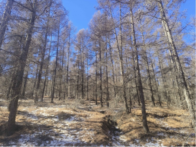 喀喇沁旗大牛群林場150畝落葉松主伐林地木材處置權(quán)