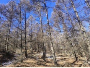 喀喇沁旗大牛群林場(chǎng)150畝落葉松主伐林地木材處置權(quán)