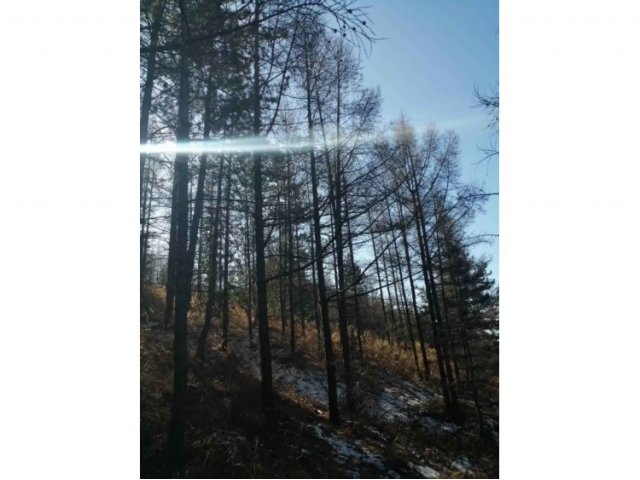 喀喇沁旗王爺府林場437畝落葉松主伐林地木材處置權(quán)