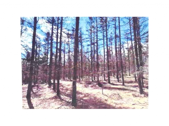 喀喇沁旗大牛群林場139.5畝落葉松改造采伐（疏伐改造，采伐強(qiáng)度以采伐作業(yè)設(shè)計為準(zhǔn)）林地木材處置權(quán)